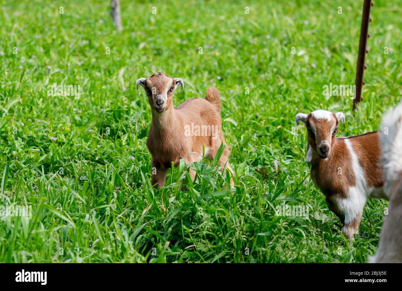 Giovani capre insieme in una fattoria di famiglia in piedi nell'erba alta Foto Stock