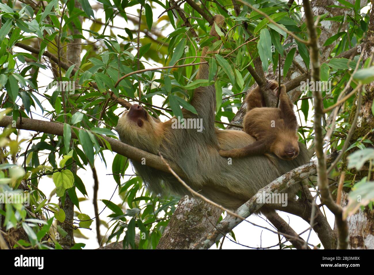 Due-toed sloth con il suo cub Foto Stock