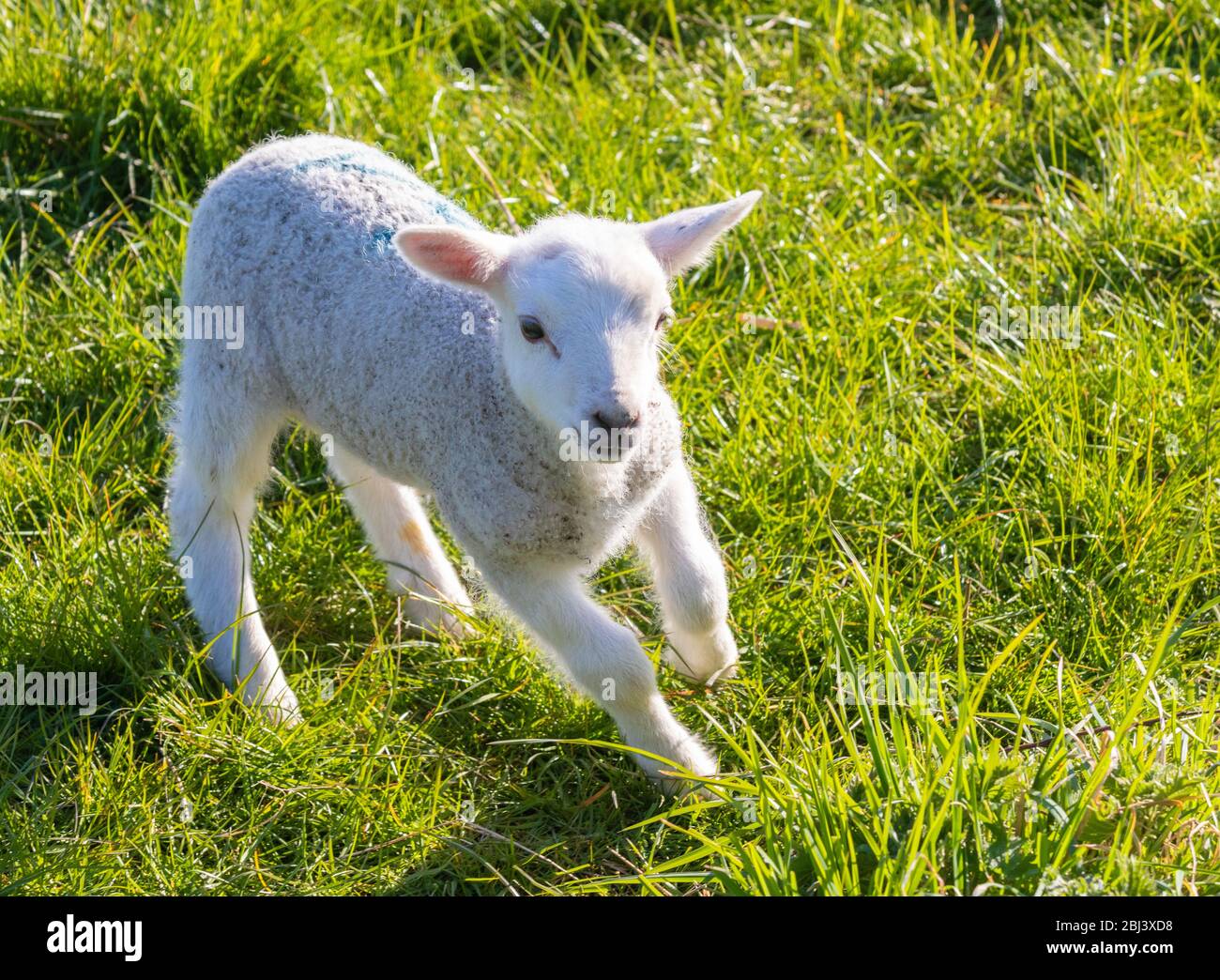 Un singolo agnello giovane in piedi sull'erba in una giornata di primavera soleggiata, Fife, Scozia Foto Stock