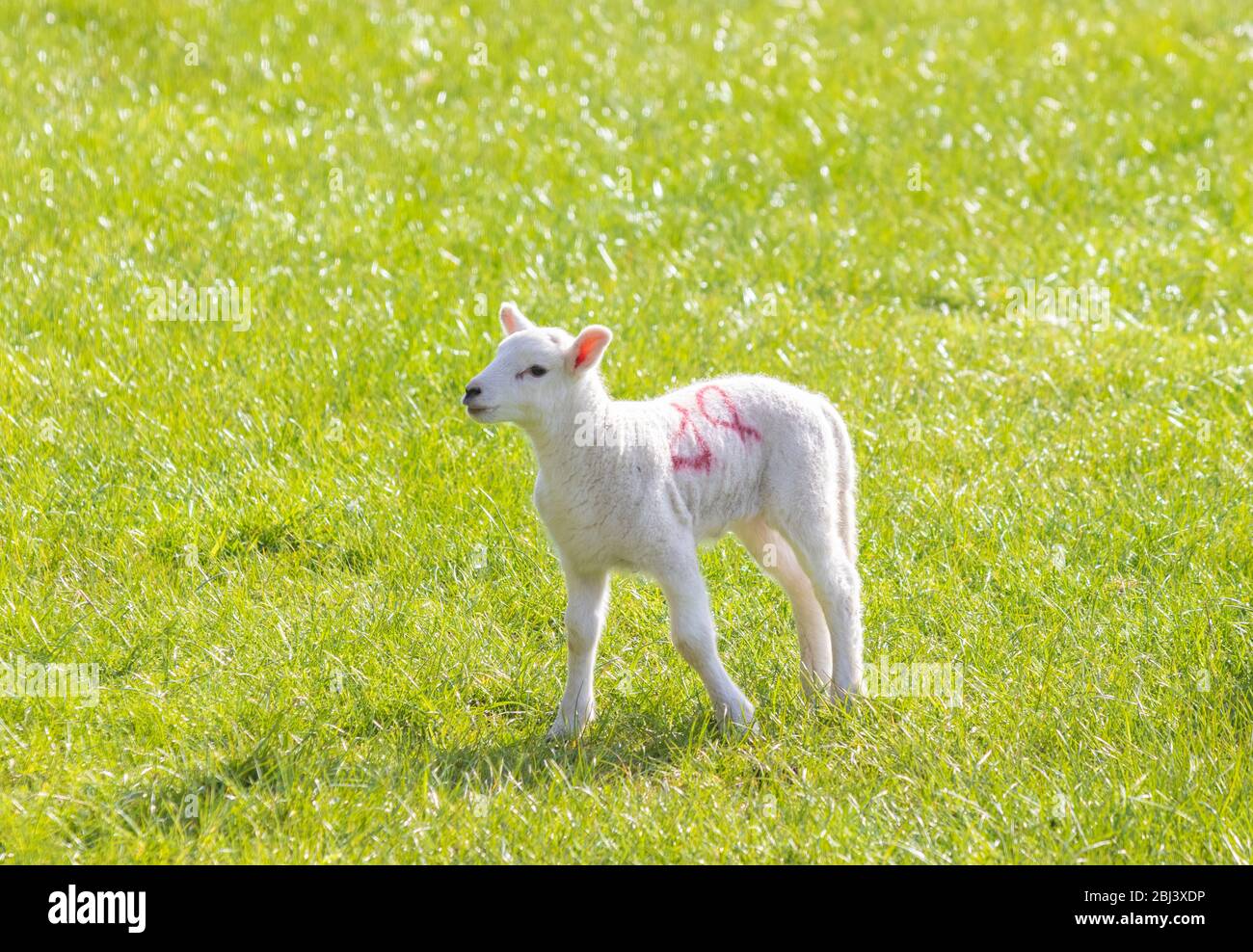 Un singolo agnello giovane in piedi sull'erba in una giornata di primavera soleggiata, Fife, Scozia Foto Stock