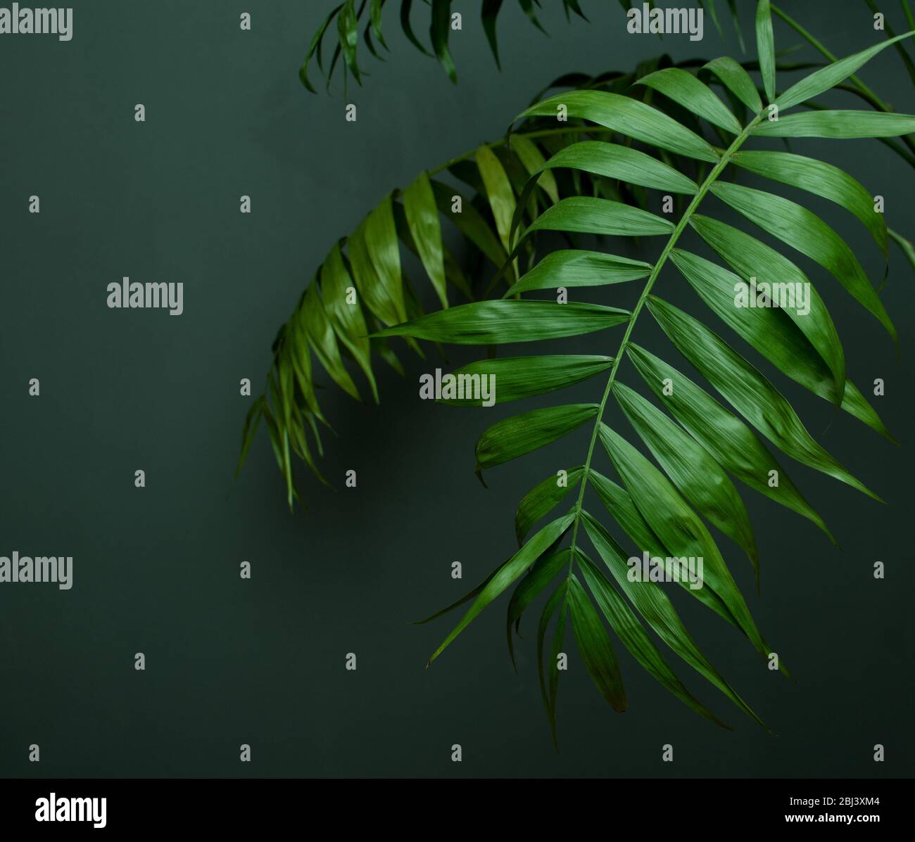 Palme tropicali su sfondo verde - fuoco morbido Foto Stock