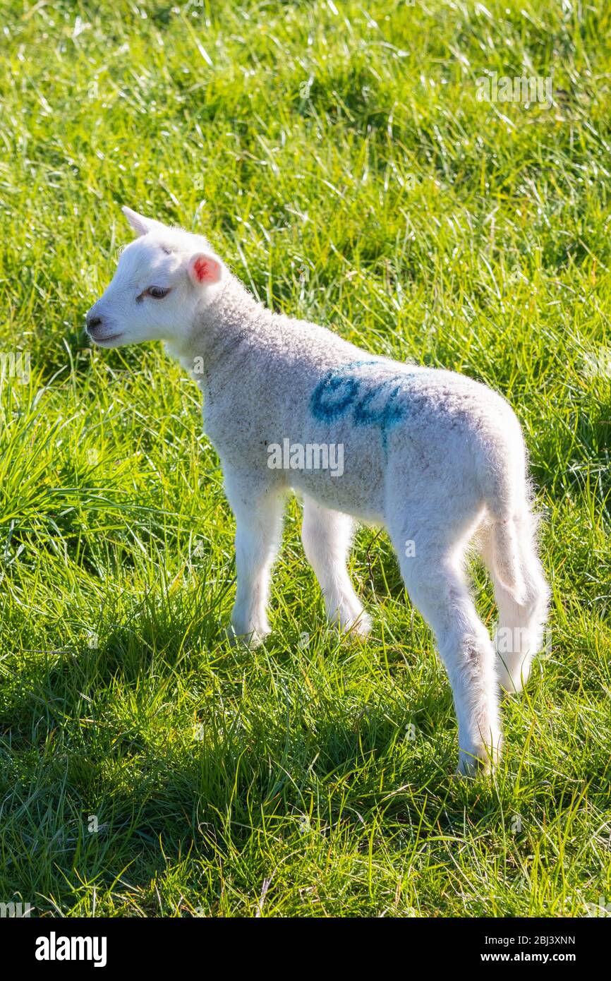 Agnello giovane in campo con il numero 64 segnato sul dorso Foto Stock