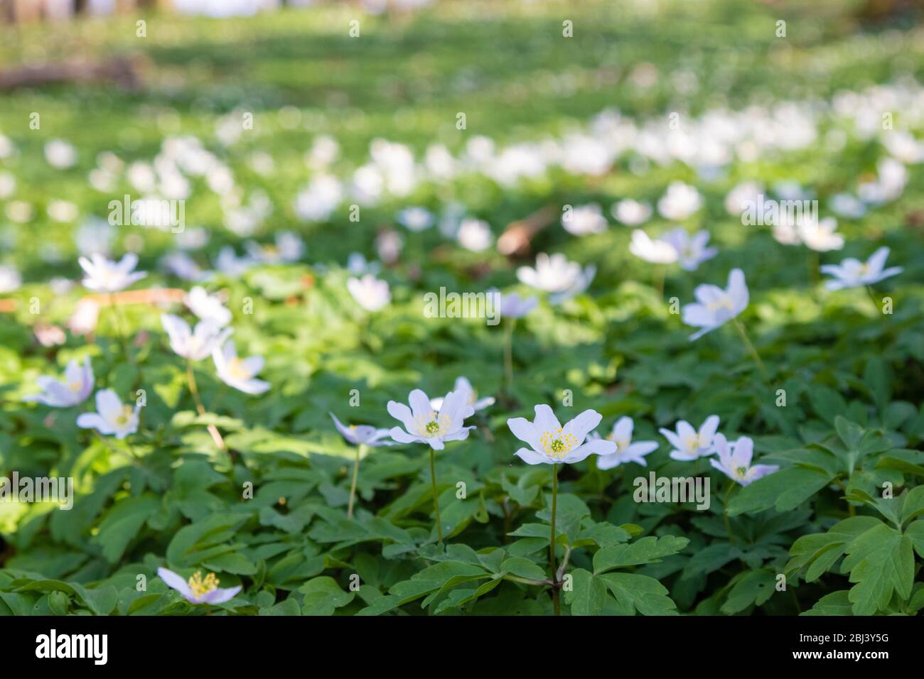 Anemone nemorosa, l'anemone in legno, è una pianta fiorita di primaverile nella famiglia delle ranunculaceae, Fife, Scozia Foto Stock