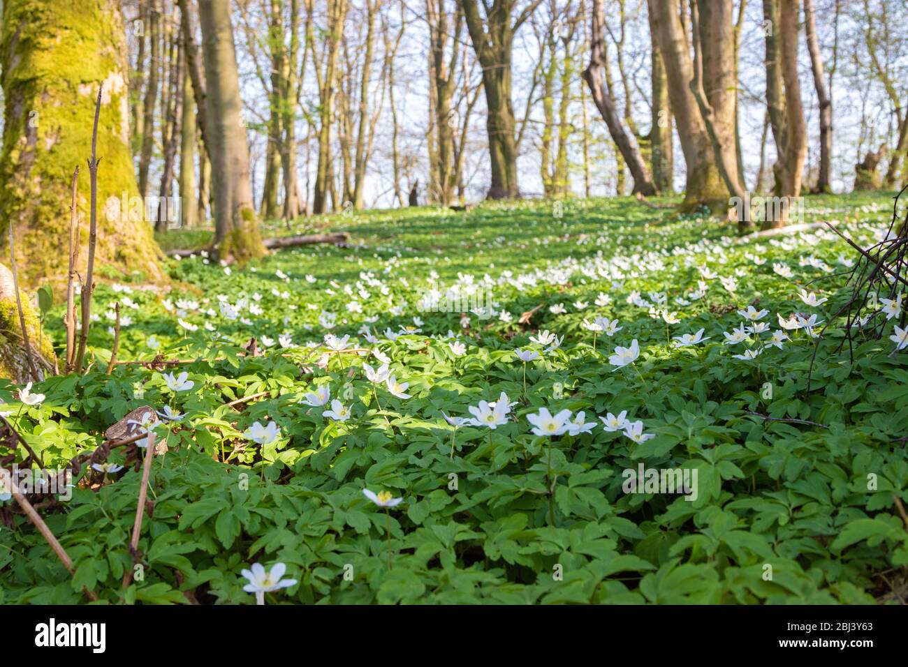 Anemone nemorosa, l'anemone in legno, è una pianta fiorita di primaverile nella famiglia delle ranunculaceae, Fife, Scozia Foto Stock