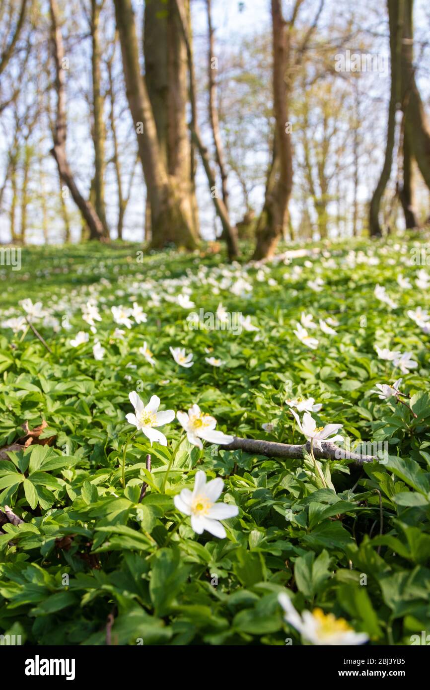 Anemone nemorosa, l'anemone in legno, è una pianta fiorita di primaverile nella famiglia delle ranunculaceae, Fife, Scozia Foto Stock