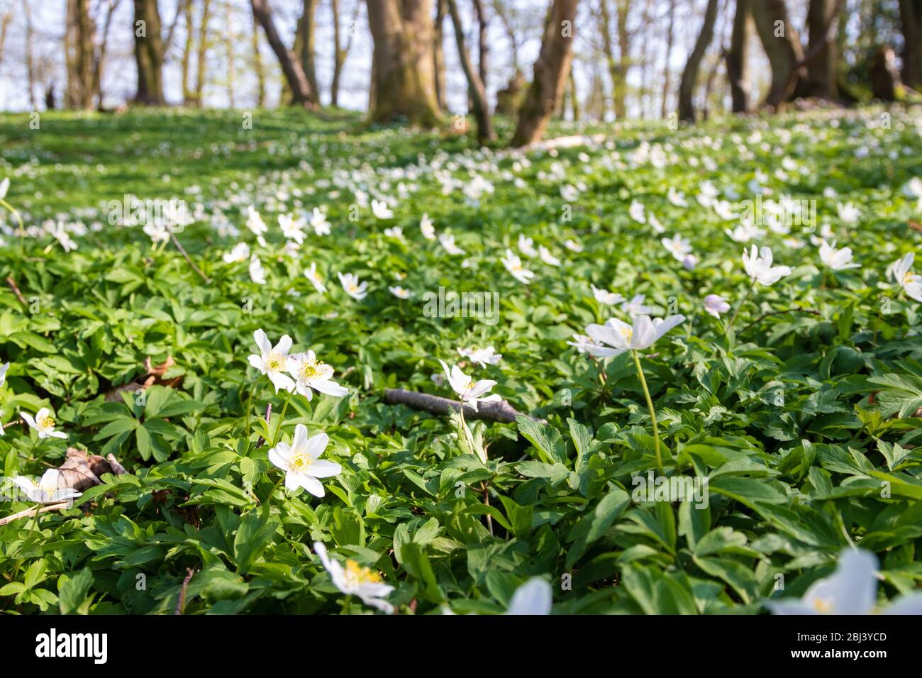 Anemone nemorosa, l'anemone in legno, è una pianta fiorita di primaverile nella famiglia delle ranunculaceae, Fife, Scozia Foto Stock