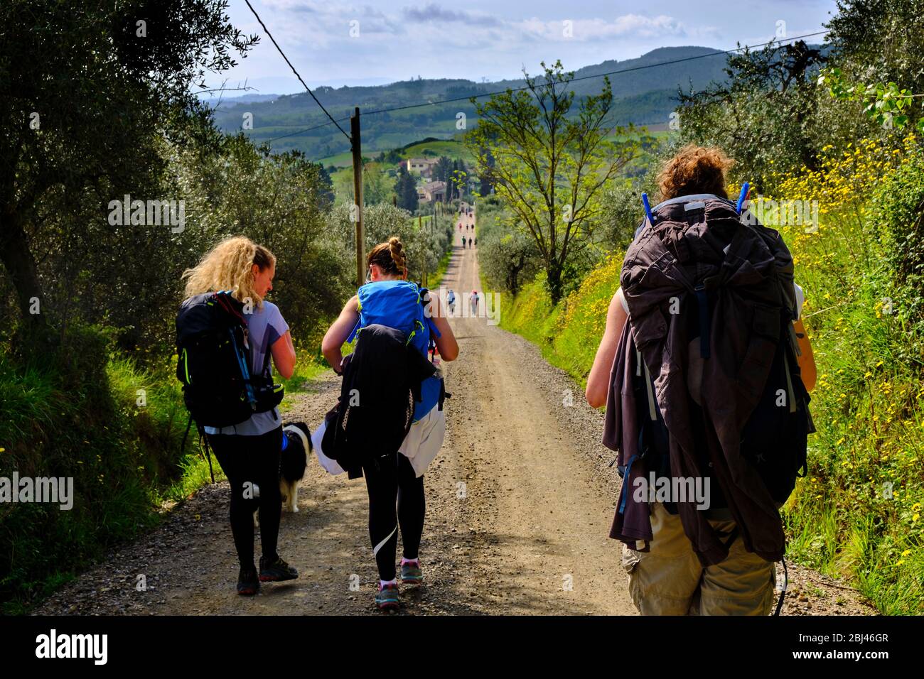 Pellegrini che camminano sul sentiero per San Gimignano attraverso boschi e cespugli gialli. Trekking con Backpacker solo sulla Via Francigena da Lucca a Siena. Camminare Foto Stock