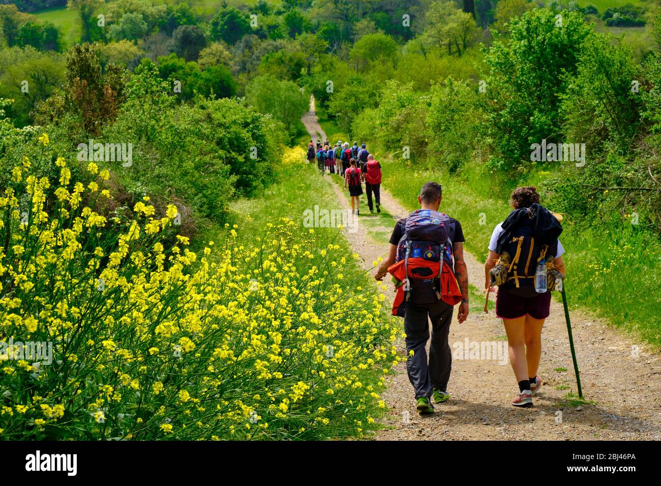 Pellegrini che camminano sul sentiero per San Gimignano attraverso boschi e cespugli gialli. Trekking con Backpacker solo sulla Via Francigena da Lucca a Siena. Camminare Foto Stock