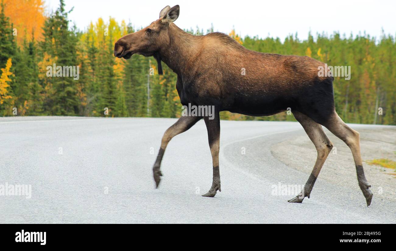 Un alce attraversa l'Alaska Highway vicino al lago Muncho nella British Columbia, Canada. Foto Stock