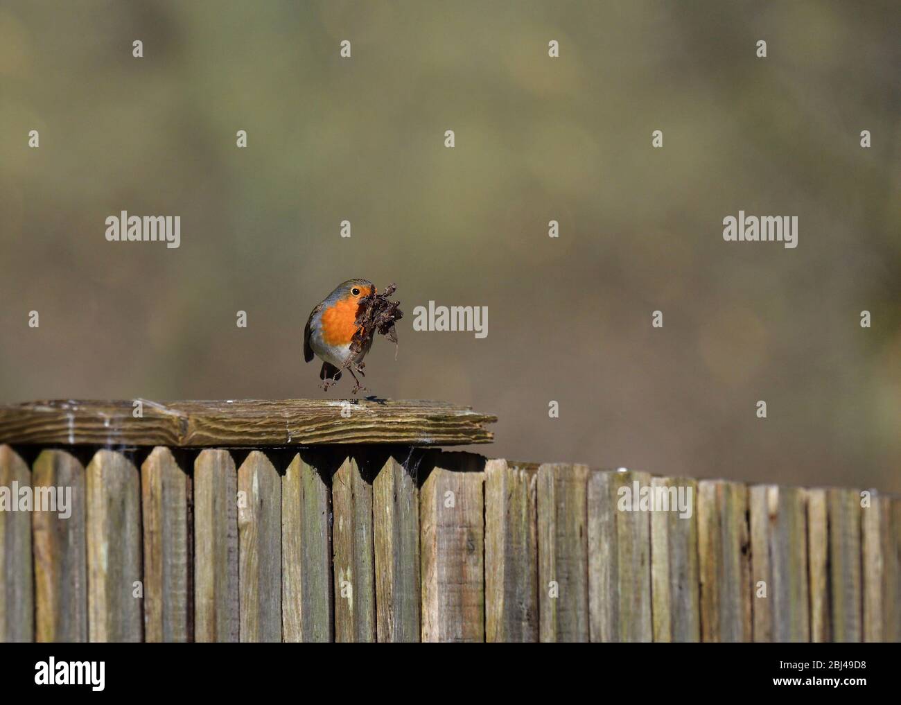 Robin europeo, Erithacus rubecula, su recinzione di legno con becco pieno di materiale di nidificazione, Regno Unito Foto Stock
