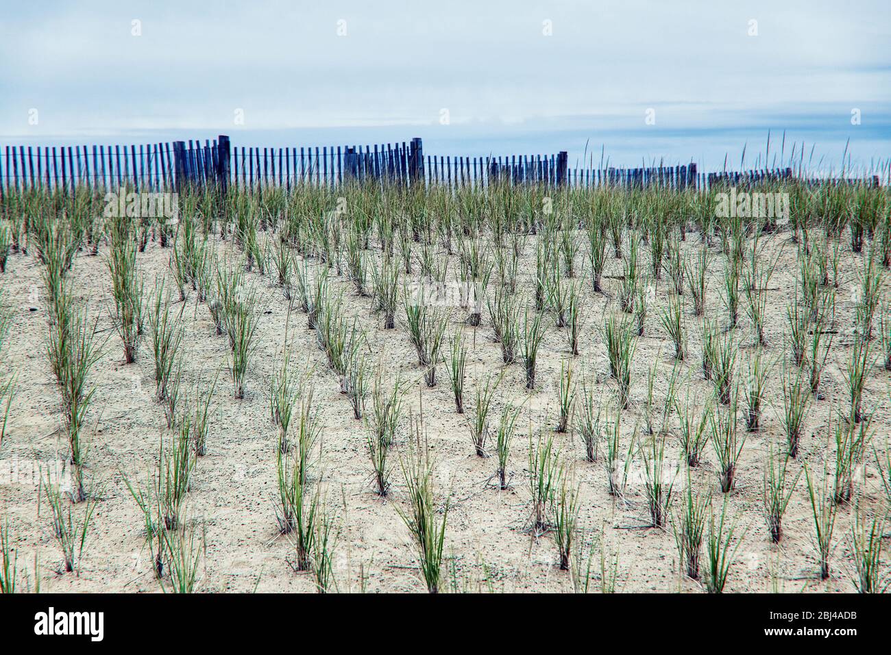 Conservazione delle dune da recinzione del vento e piantagioni di dune erba a Nauset Beach a Orleans a Cape Cod. Foto Stock
