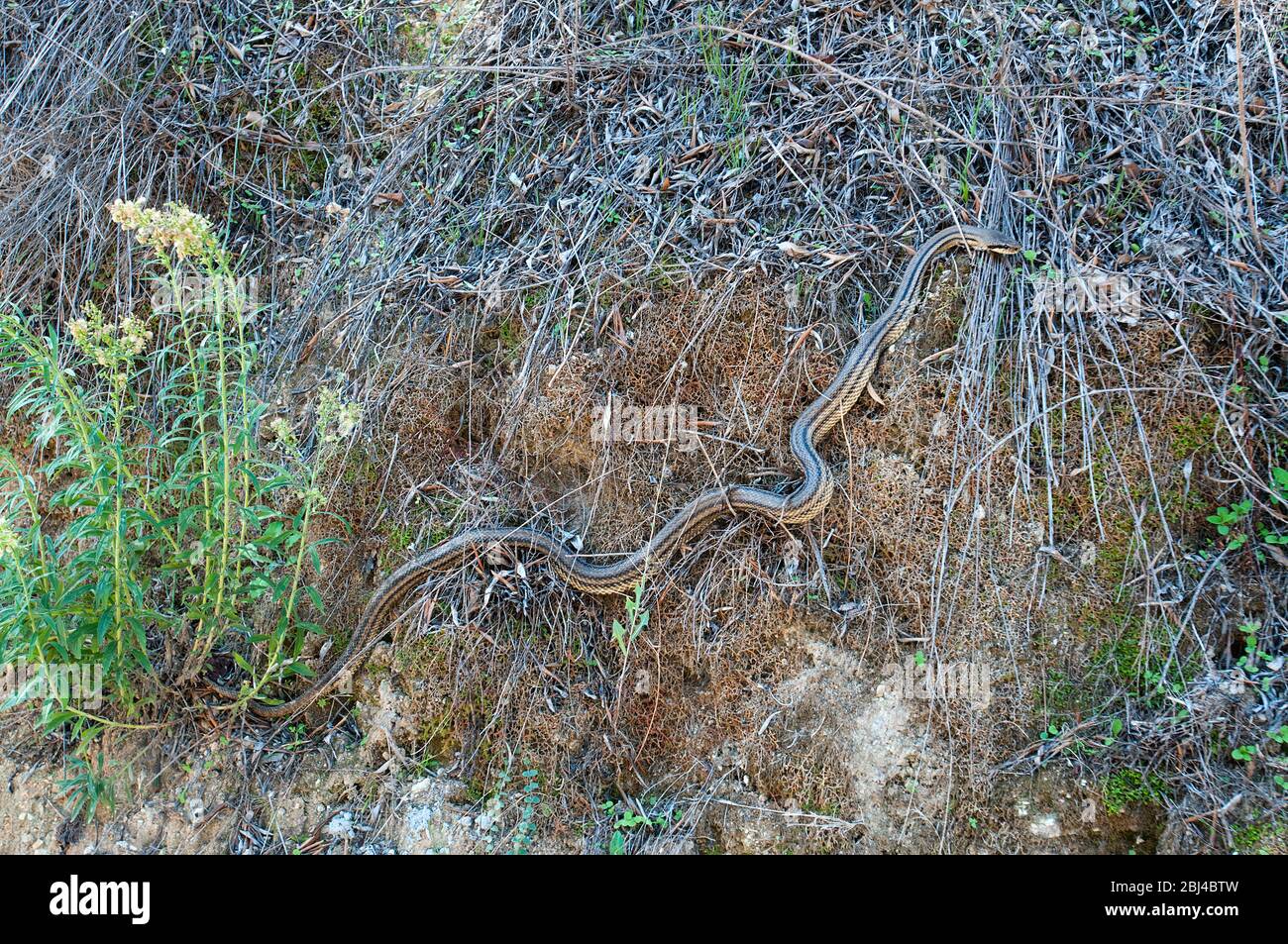 Serpente a quattro foderate, specie non venose camuffate in fogliame, Corfù, Grecia Foto Stock