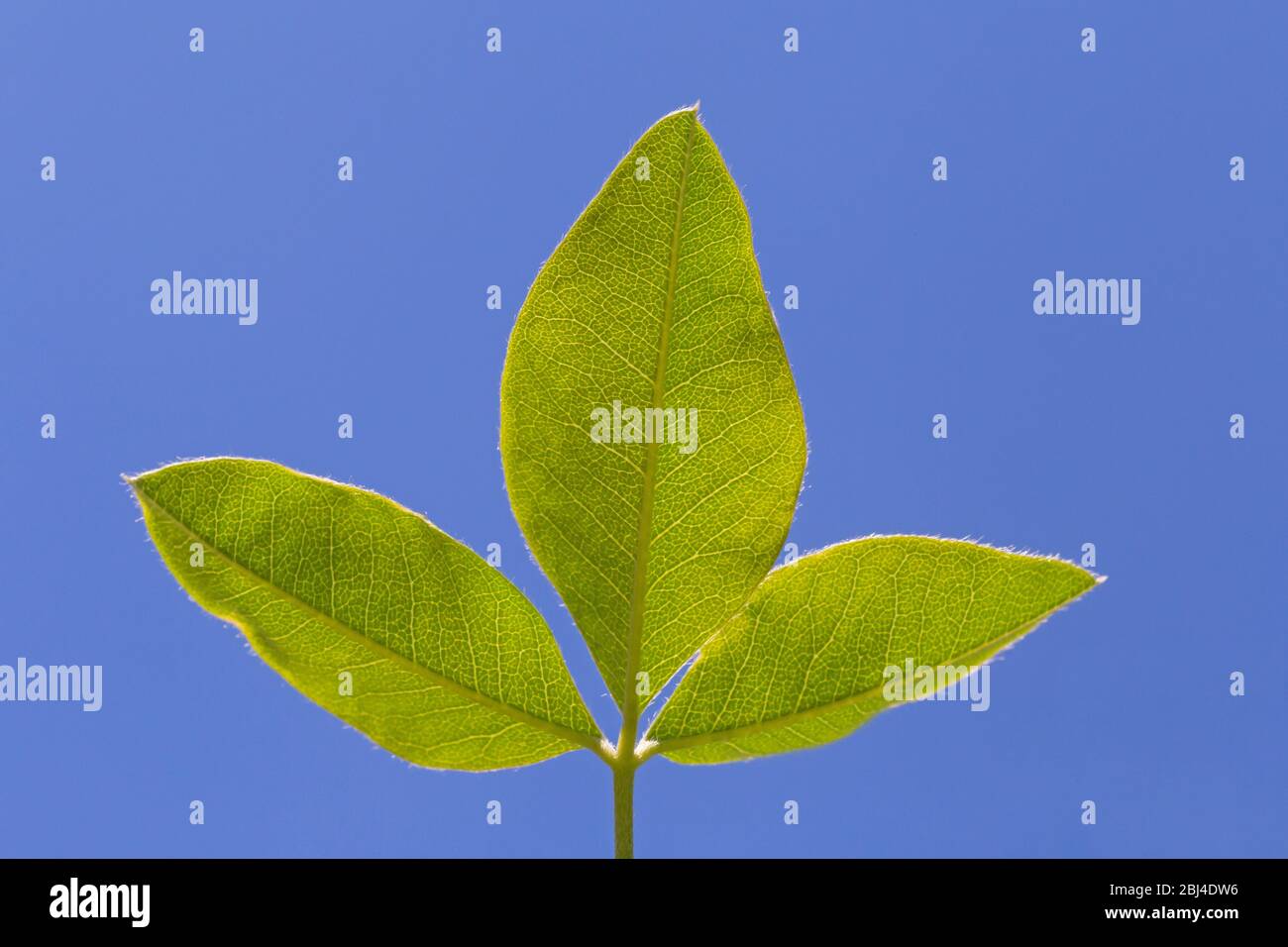 primo piano di tre foglie verdi contro il cielo blu Foto Stock