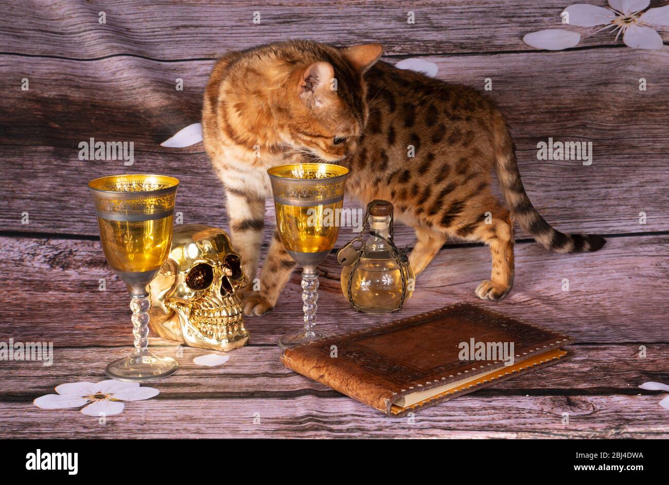 un varius jolly roger elemento con gatto dalla foto di vita, Foto Stock