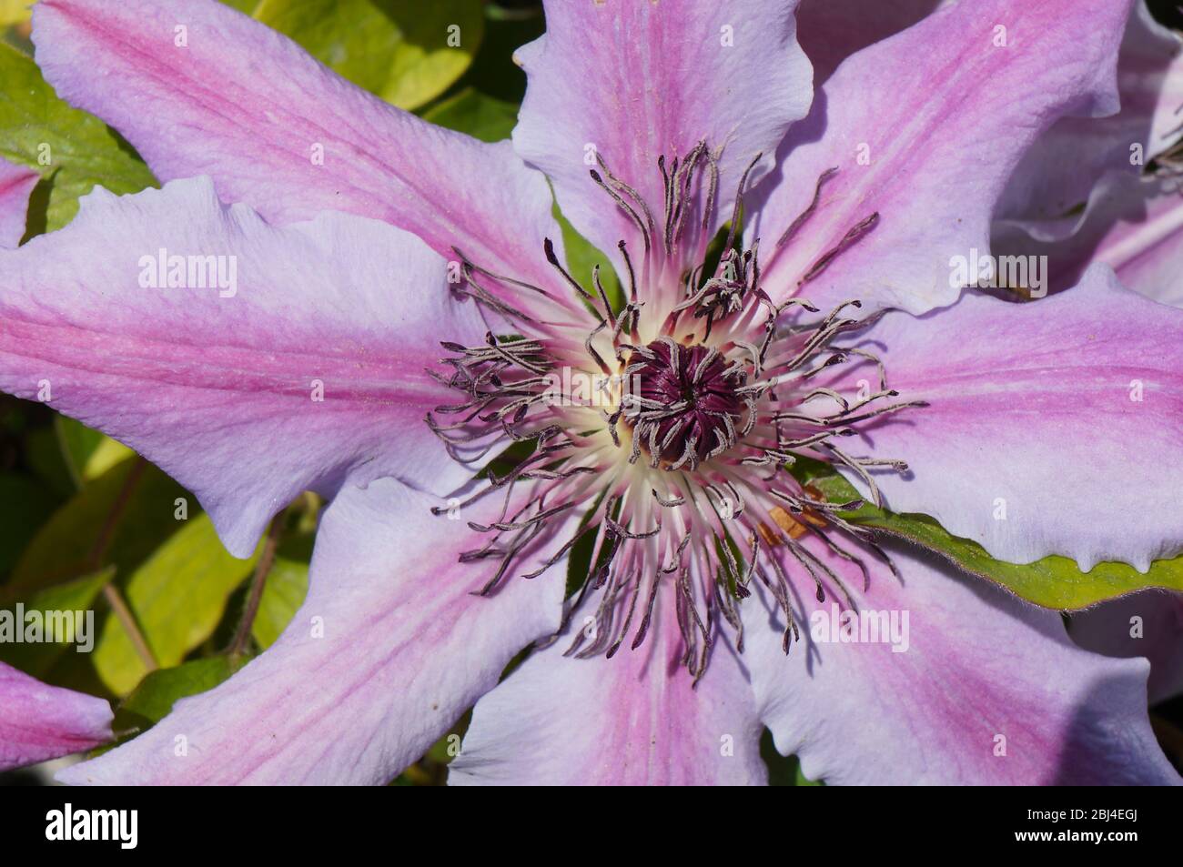 Primo piano del fiore Clematis 'Clematis viticella' in un letto di fiori Foto Stock