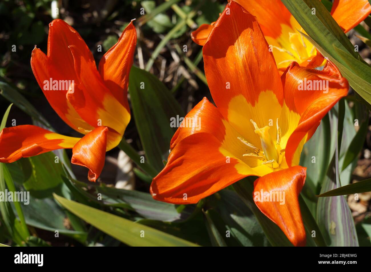 Primo piano di gigli arancioni nel letto di fiori Foto Stock