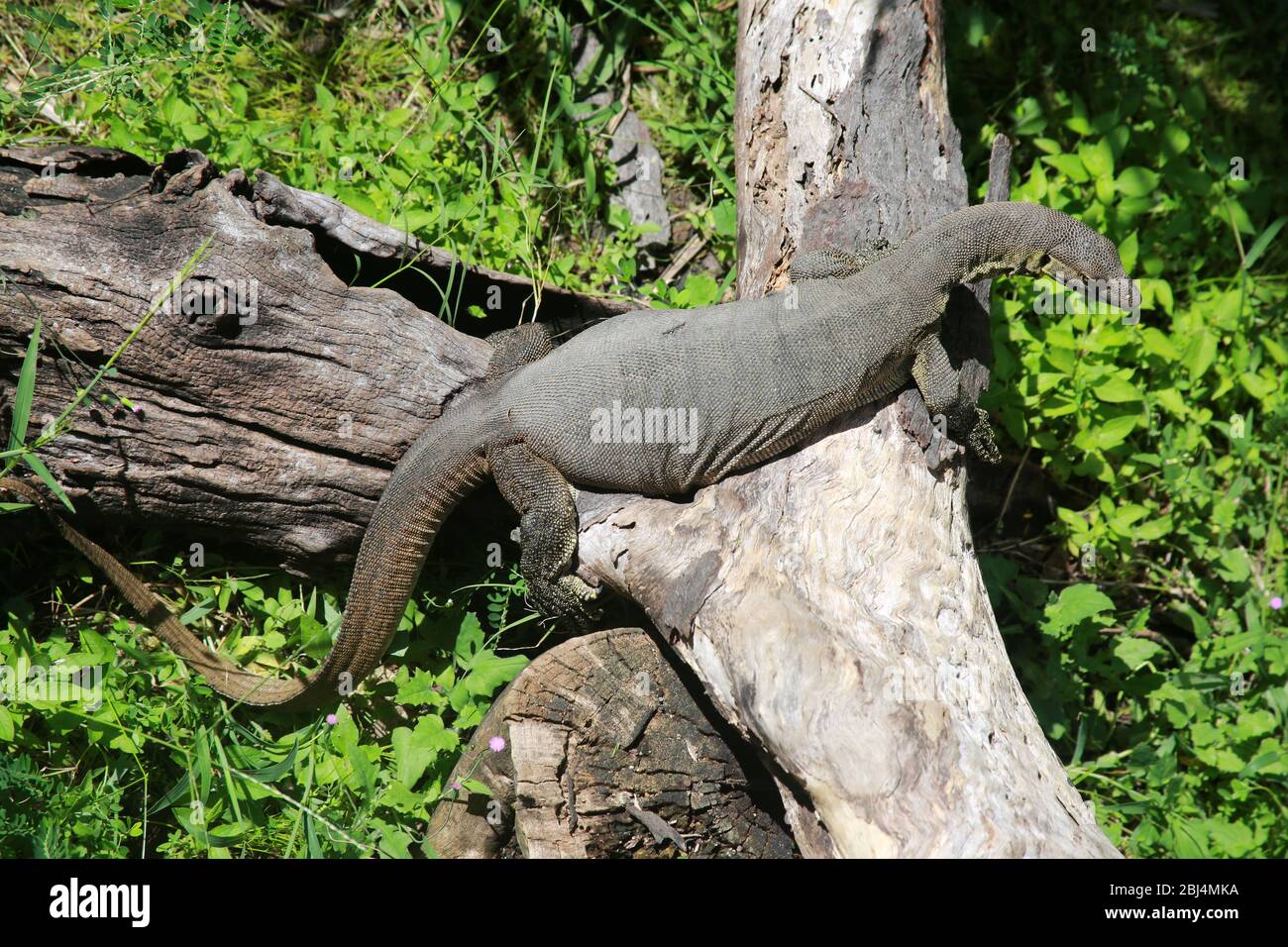 Monitor per acqua Mertens, White Haven Beach, QLD, Australia Foto Stock