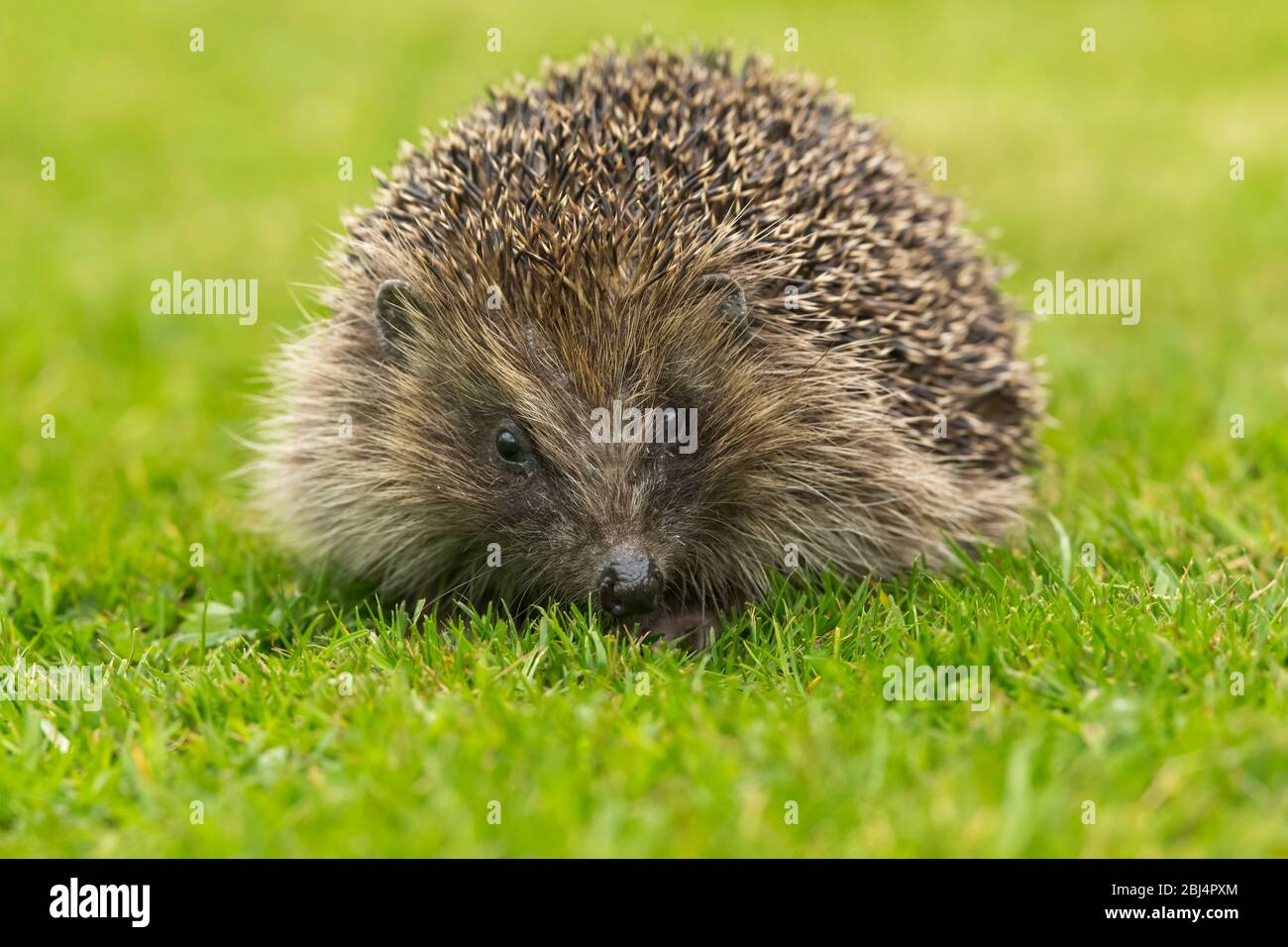 Hedgehog (nome scientifico: Erinaceus Europaeus). Adulto, riccio selvatico in habitat naturale giardino, di fronte su prato verde erba. Orizzontale Foto Stock
