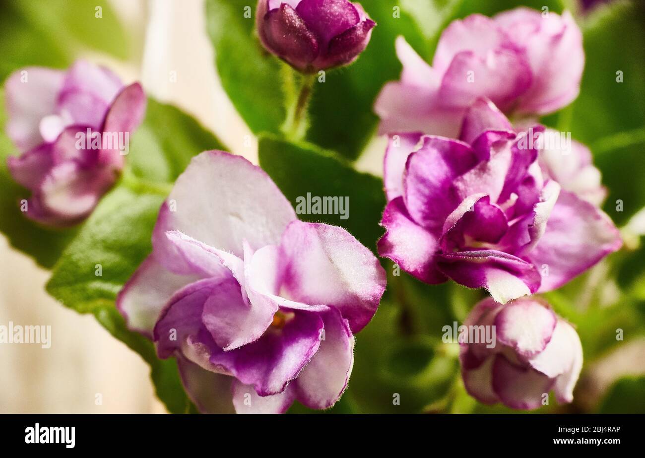 Viola fiorito viola africano viola. Saintpaulia. Messa a fuoco selettiva Foto Stock