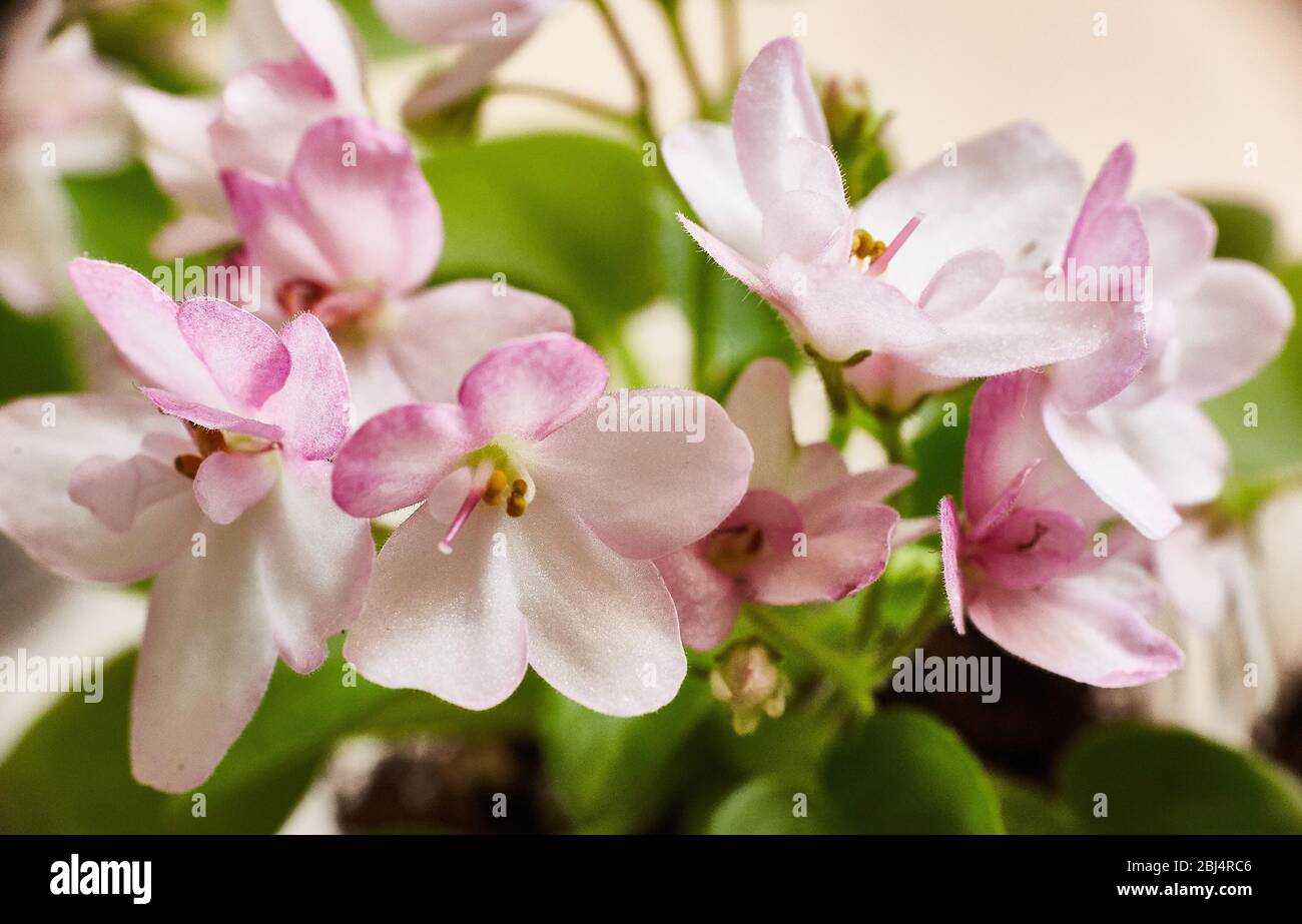 Rosa flowering violetto africano. Saintpaulia. Messa a fuoco selettiva Foto Stock