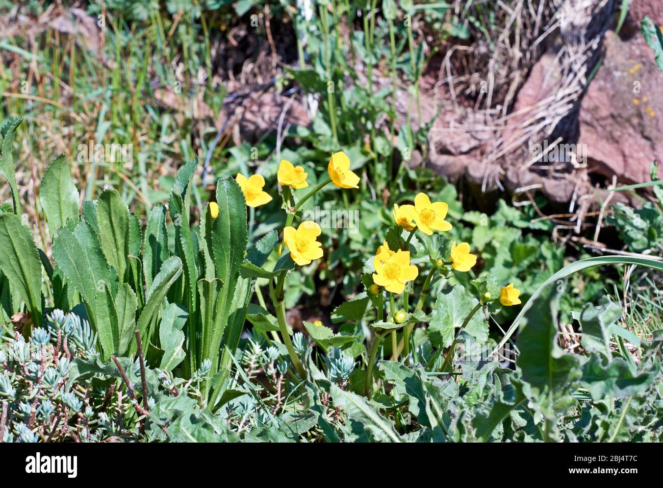 La Caltha palustris, nota come palude-palude e kingcup, è una pianta erbacea perenne di piccole e medie dimensioni della famiglia dei buttercup Foto Stock