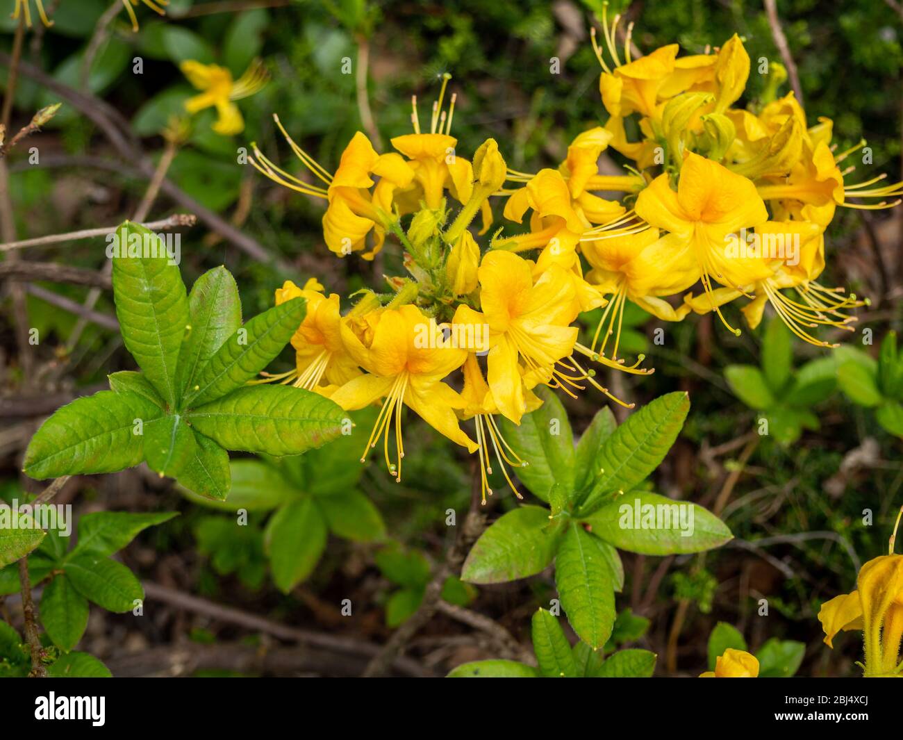 Rhodendron calendulaceum im Park sfondo Foto Stock