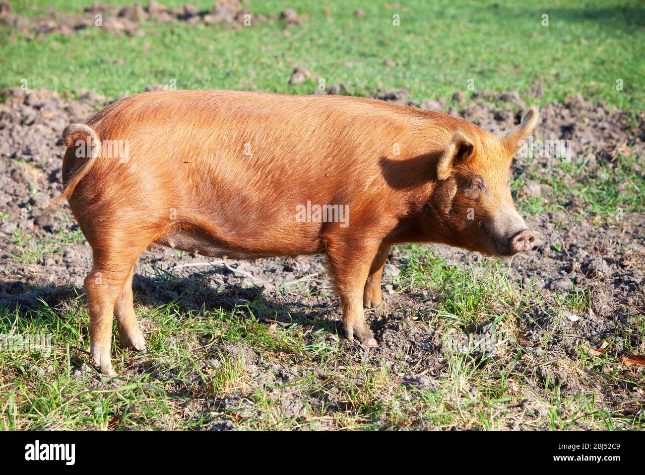 Maiale marrone immagini e fotografie stock ad alta risoluzione - Alamy