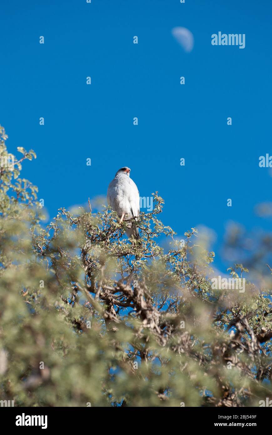 Un unico pallido goshiwk cantante seduto sui rami superiori di un albero in Namibia, Africa meridionale con la luna visibile nel cielo. Foto Stock