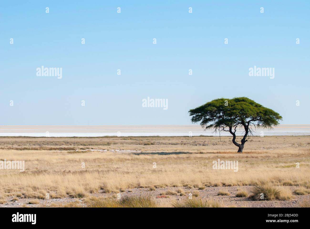 Singolo albero di acacia sulla savana africana vicino a Fisher's Pan nel Parco Nazionale di Etosha, Namibia. Foto Stock