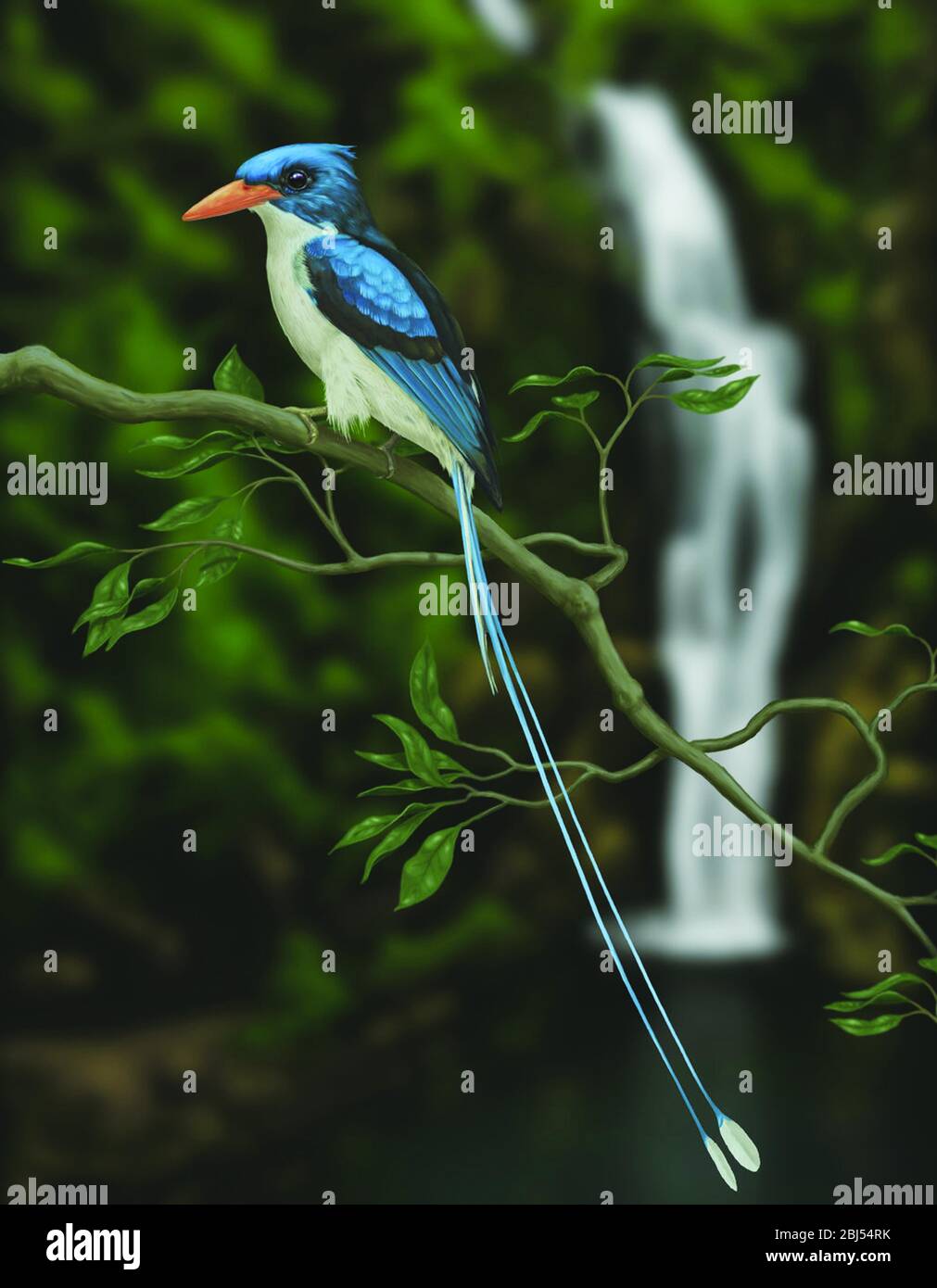 Il Kingfisher (pittura di arte digitale) del paradiso comune (Tanysiptera galatea). Foto Stock