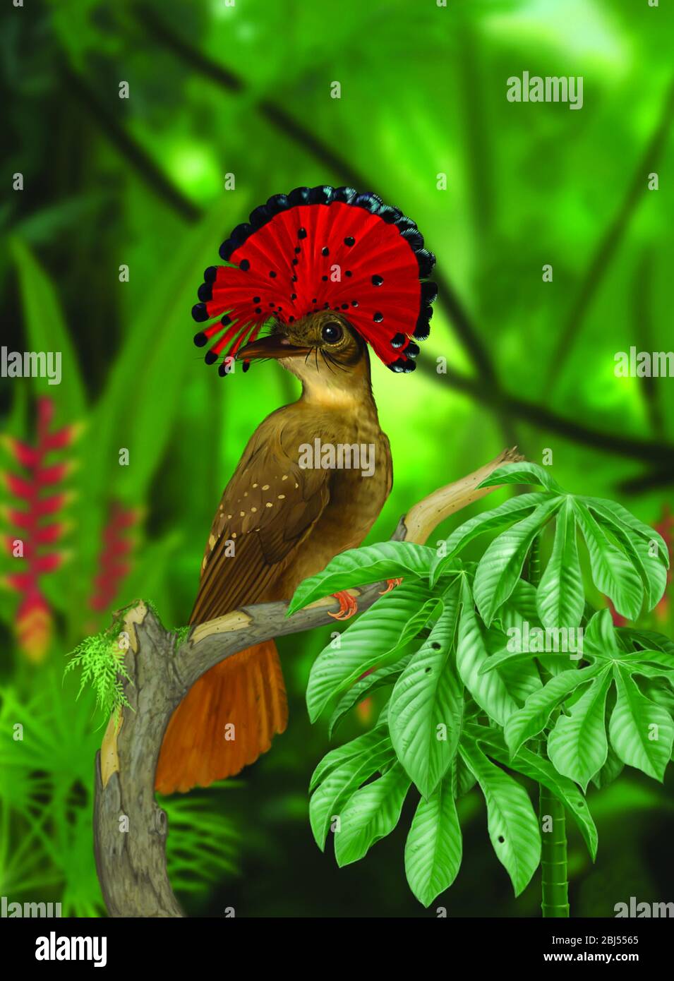 Amazzonia Royal Flycatcher su un uccello tropicale seduto sul ramo, Foresta pluviale amazzonica, Codajás - Stato di Amazonas, Brasile. Foto Stock