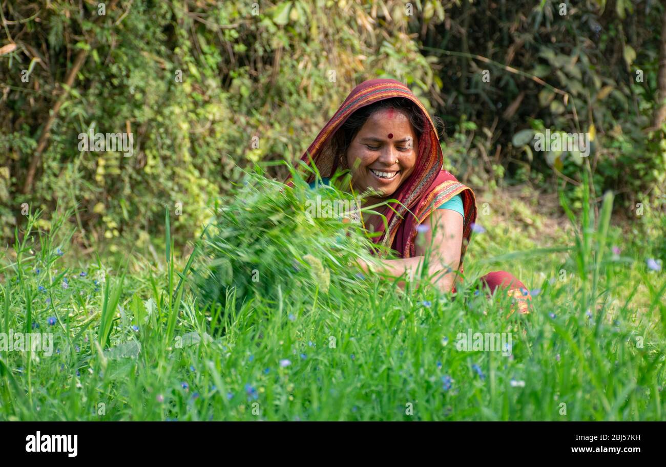 contadino indiano di donna che lavora in campo agricolo Foto Stock