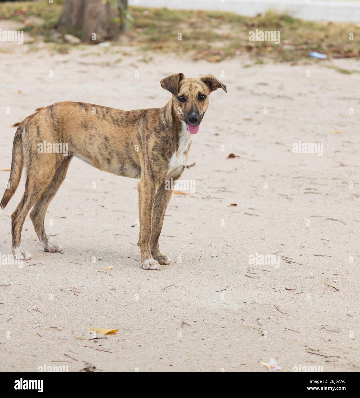 simpatico cane marrone che si trova ancora sulla spiaggia Foto Stock