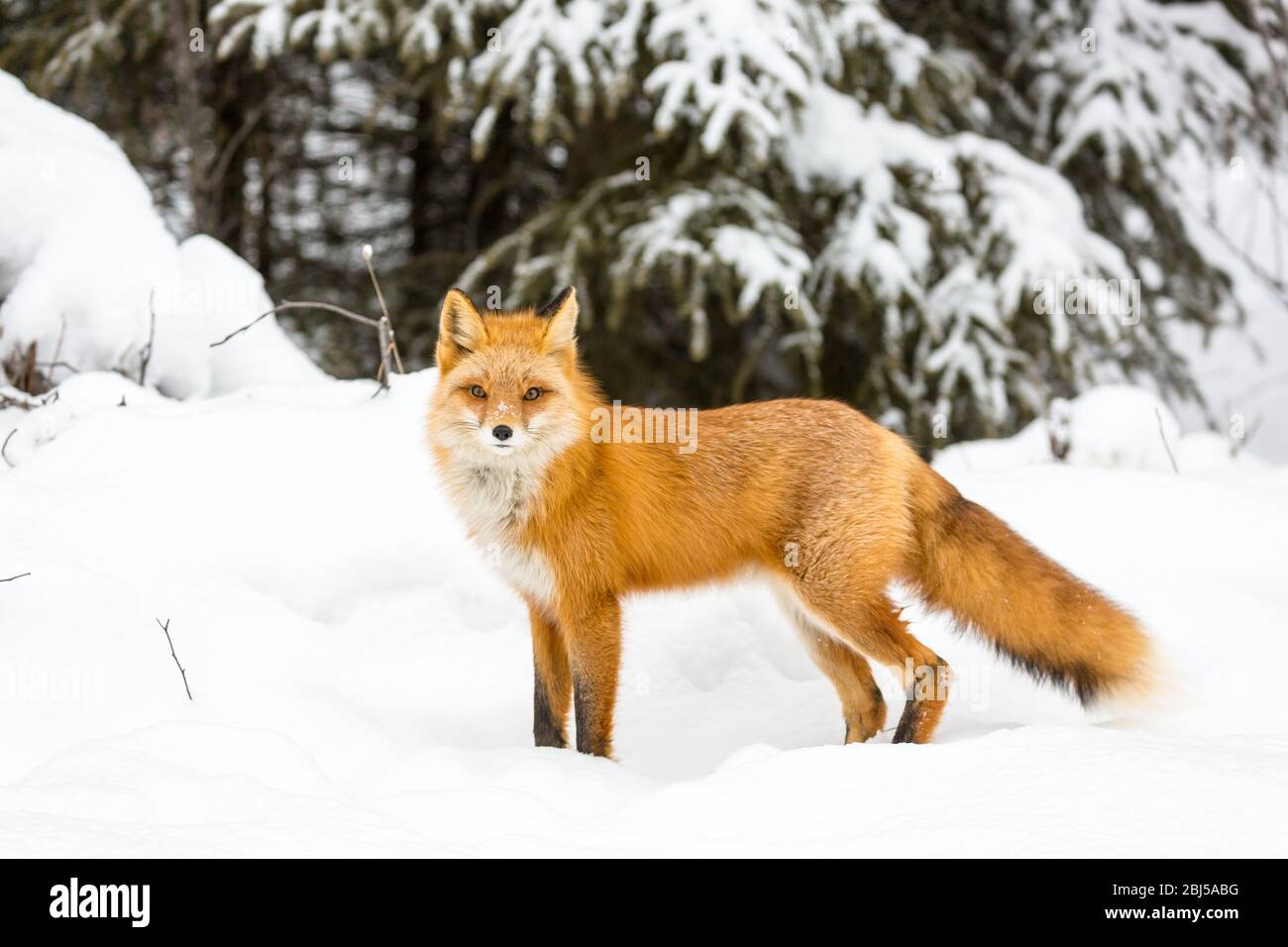 Fauna selvatica in Alaska'a inverno nevoso Foto Stock