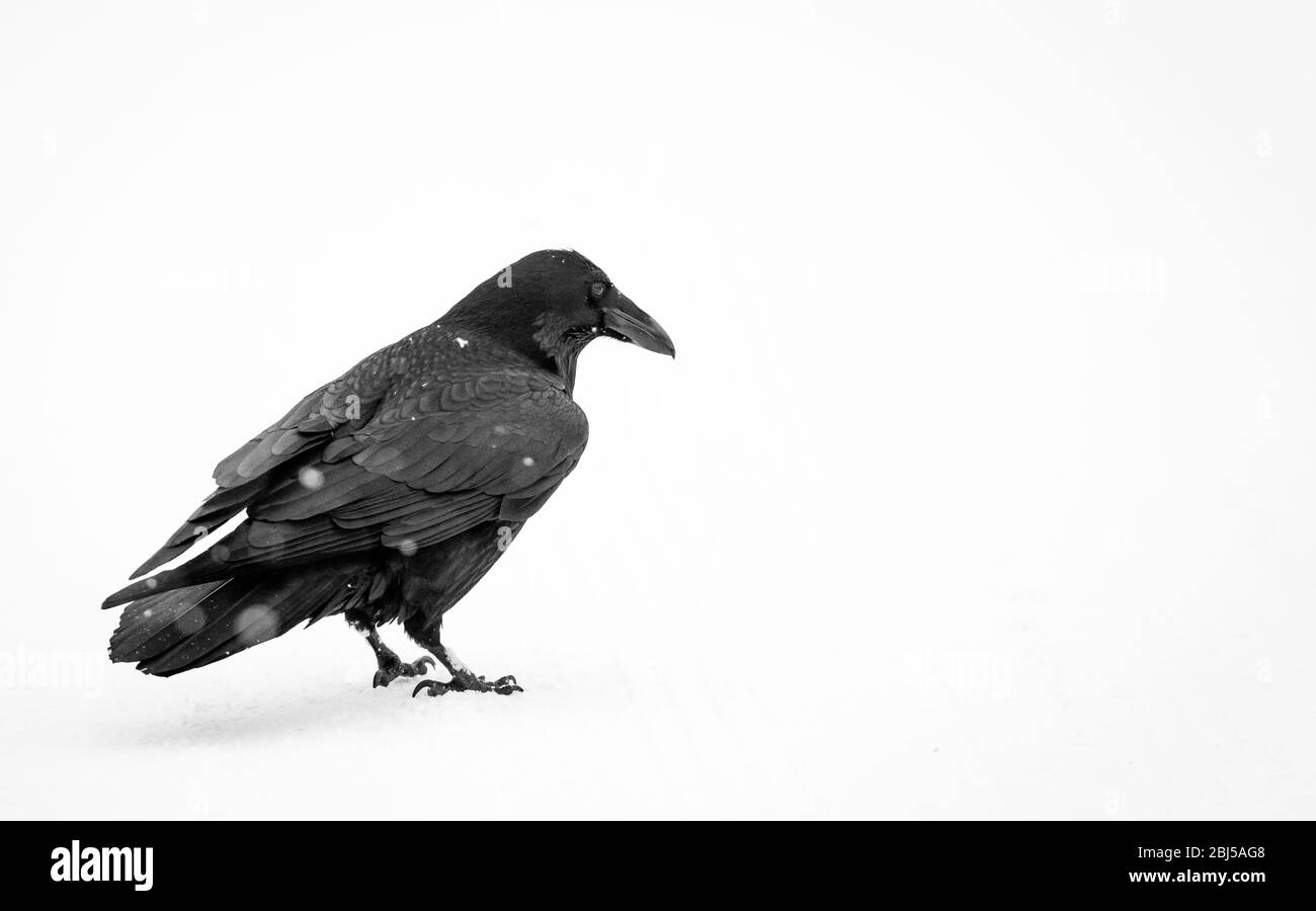 Un corvo selvaggio che si erge nella neve. Foto Stock