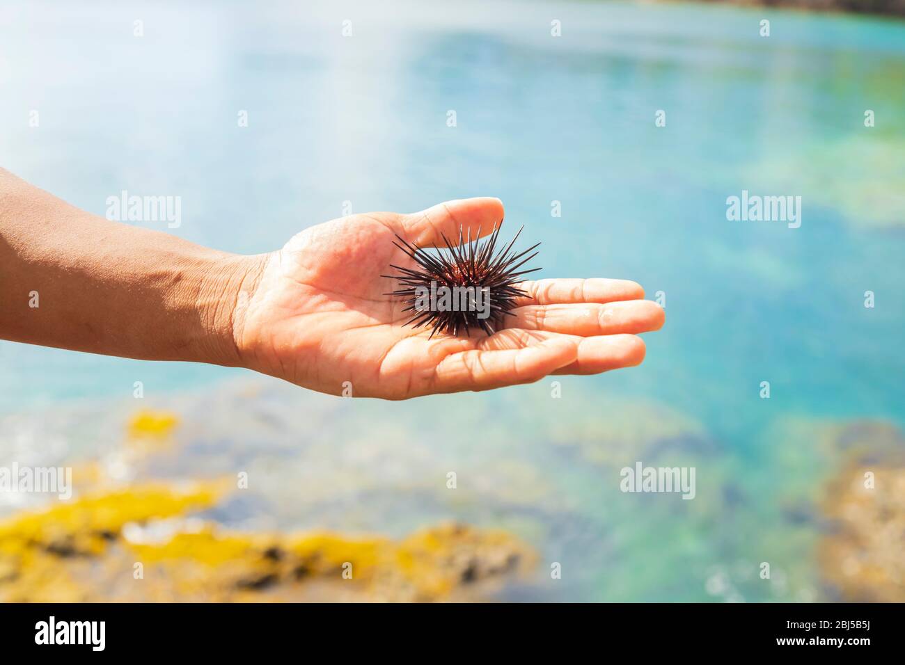 una mano maschile con un riccio di mare a fuoco fuori dall'acqua alla luce diretta del sole con uno sfondo sfocato, sfondo naturale Foto Stock