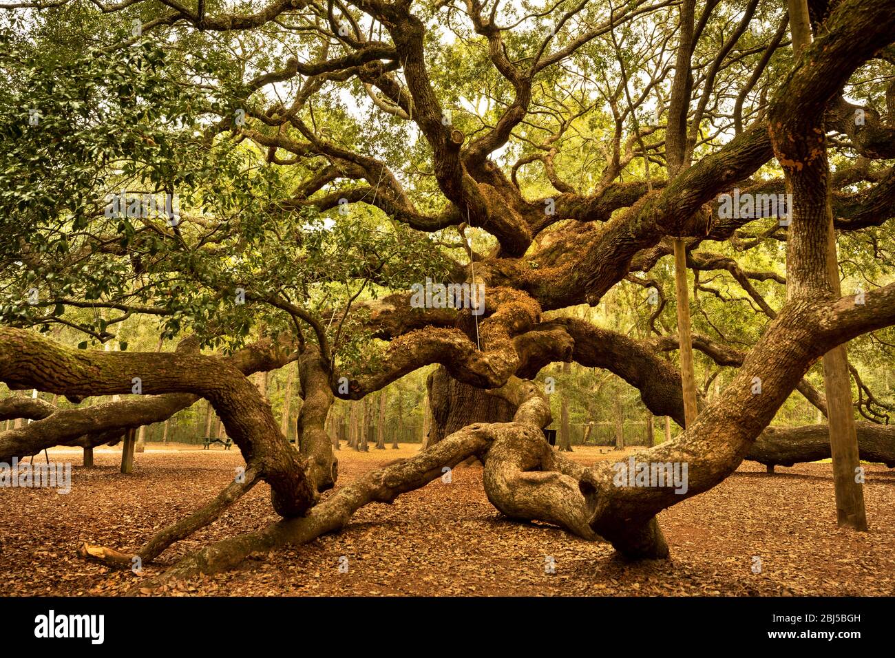 Charleston, Carolina del Sud, USA – 23 ottobre 2018: Angel Oak è una quercia viva del Sud situata nell'Angel Oak Park sull'isola di Johns, vicino a Charleston, Sud Foto Stock