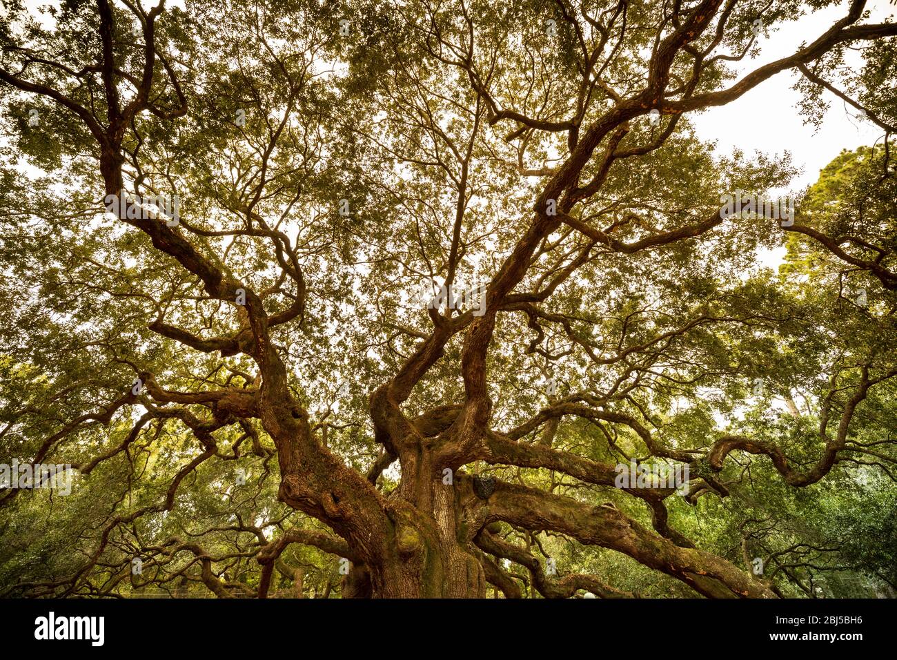 Charleston, Carolina del Sud, USA – 23 ottobre 2018: Angel Oak è una quercia viva del Sud situata nell'Angel Oak Park sull'isola di Johns, vicino a Charleston, Sud Foto Stock