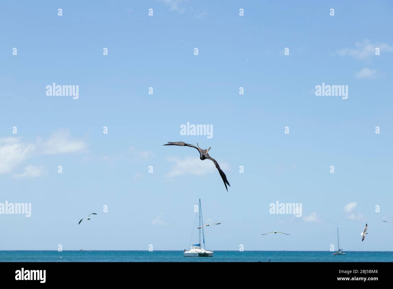 un fregato che vola direttamente verso la fotocamera Foto Stock