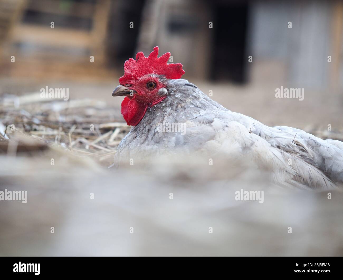 Un pollo è adagiato nell'erba secca su un paddock di un allevamento di pollo Foto Stock