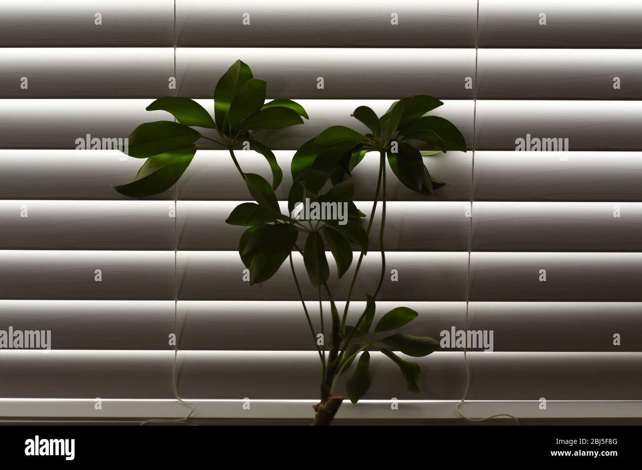 Una pianta verde coperta parzialmente silhoueted contro le doghe delle tende delle persiane sfinestrate Foto Stock