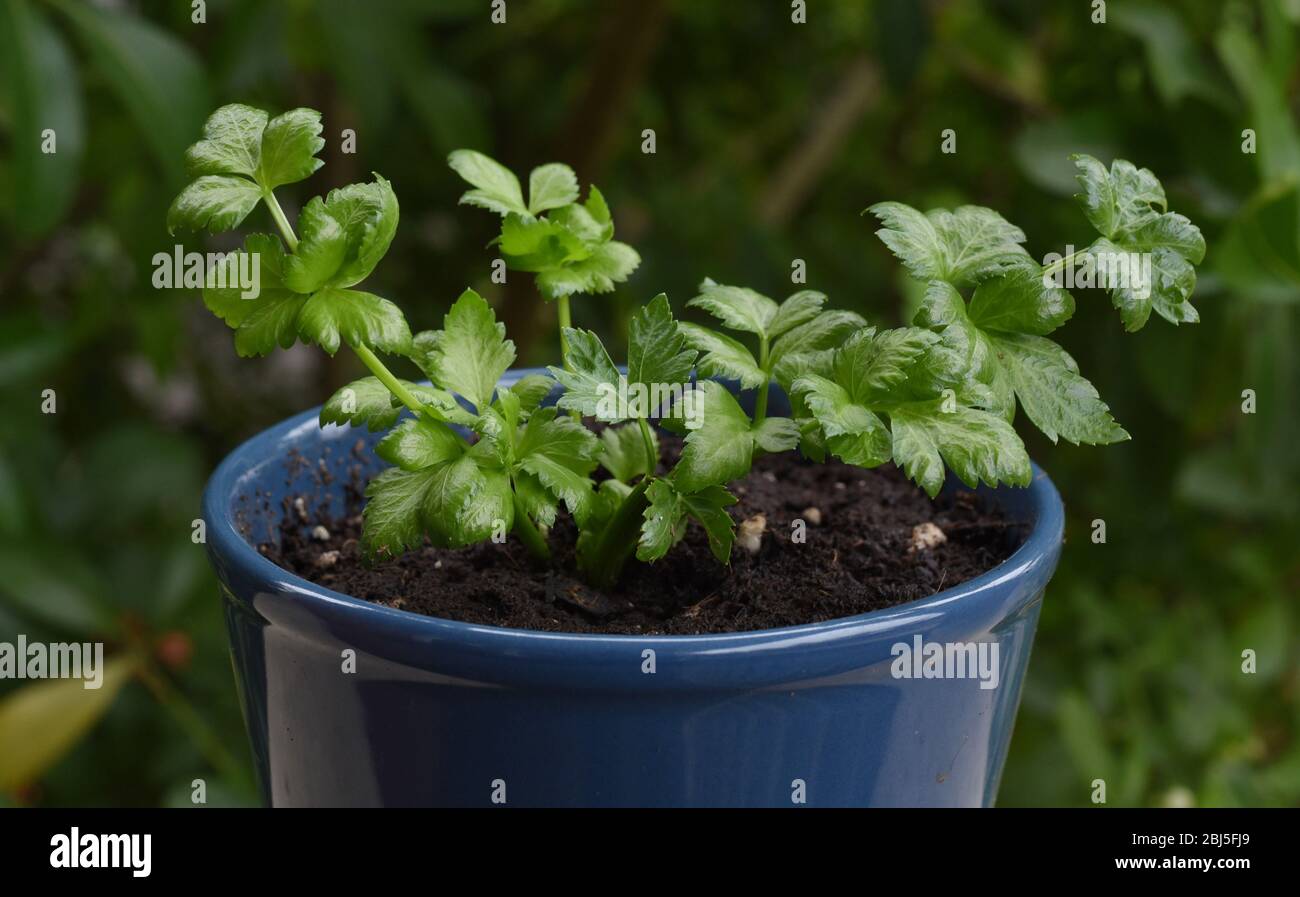 Un'immagine orizzontale di una nuova germogliata verde di una pianta di sedano, trapiantata in terra in una pentola. Questo è un modo per coltivare una nuova pianta di sedano da un o Foto Stock