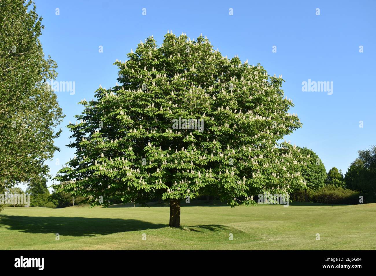 Un albero di castagno (ippocastano di aesculus) in fiore nella Valle Emerson in Milton Keynes. Foto Stock