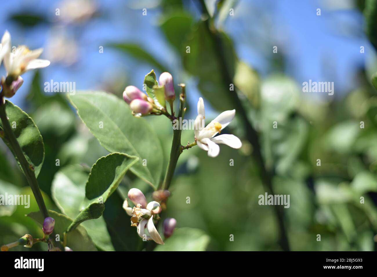 Fiori di agrumi Foto Stock