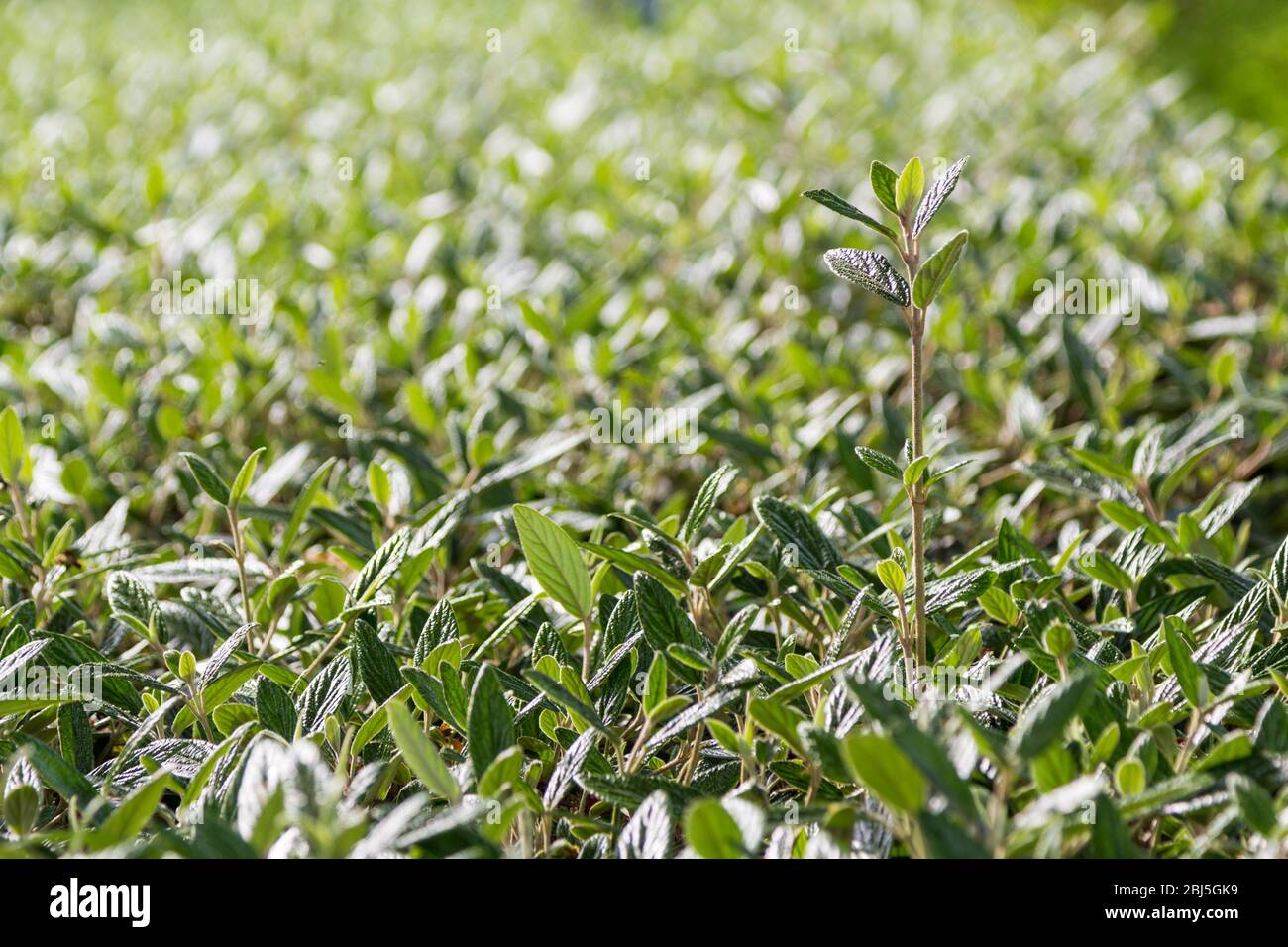 Germogli freschi di viburnum foglia di foglia, Viburnum rhythidophyllum in primavera, Ungheria, Europa Foto Stock