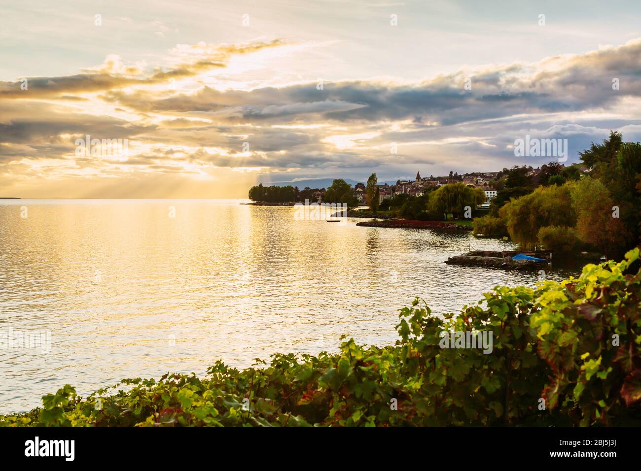 Tramonto sul lago di ginevra e piante d'uva in primo piano, Svizzera Foto Stock