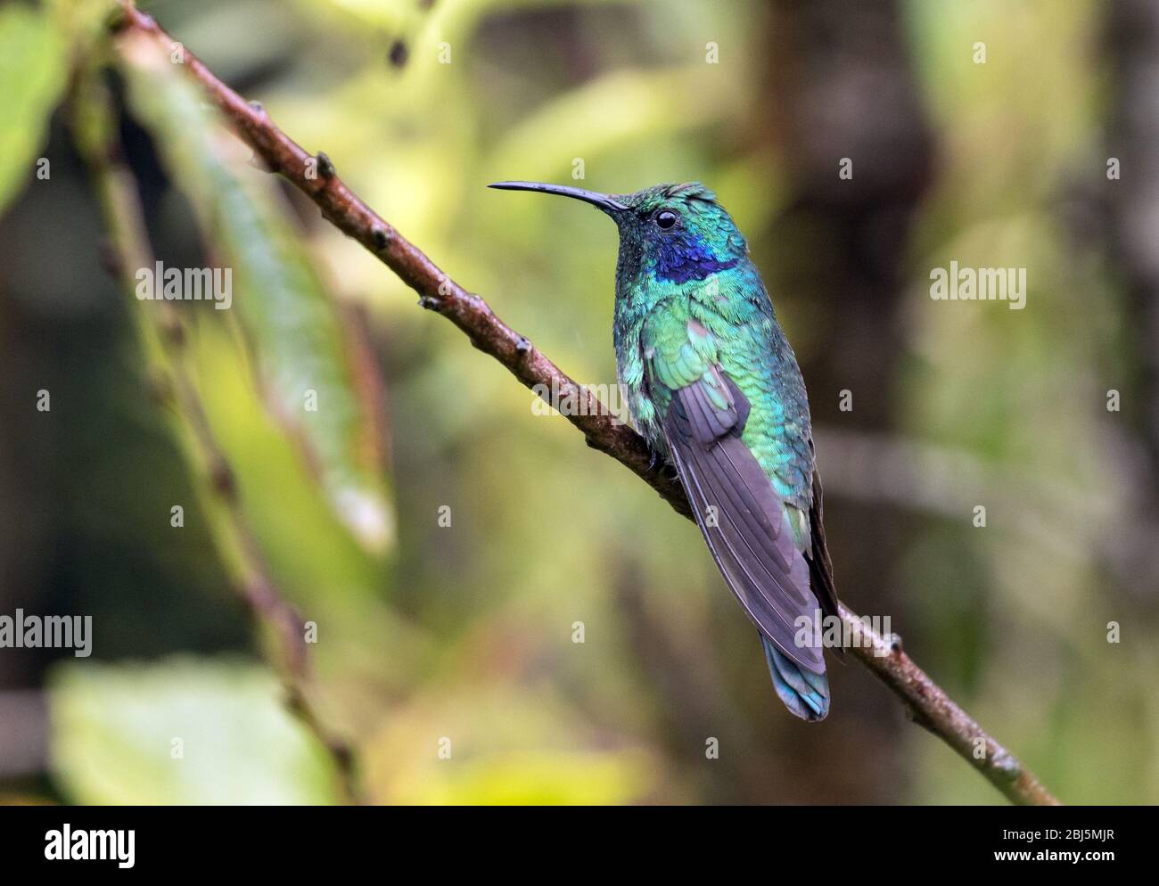 Primo piano di Lesser Violet-ear (Colibri cyanotus) che si arrocca sul ramo in di Panama.Found dalla Costa Rica a Nord America del Sud. Precedentemente verde Violet-ear Foto Stock