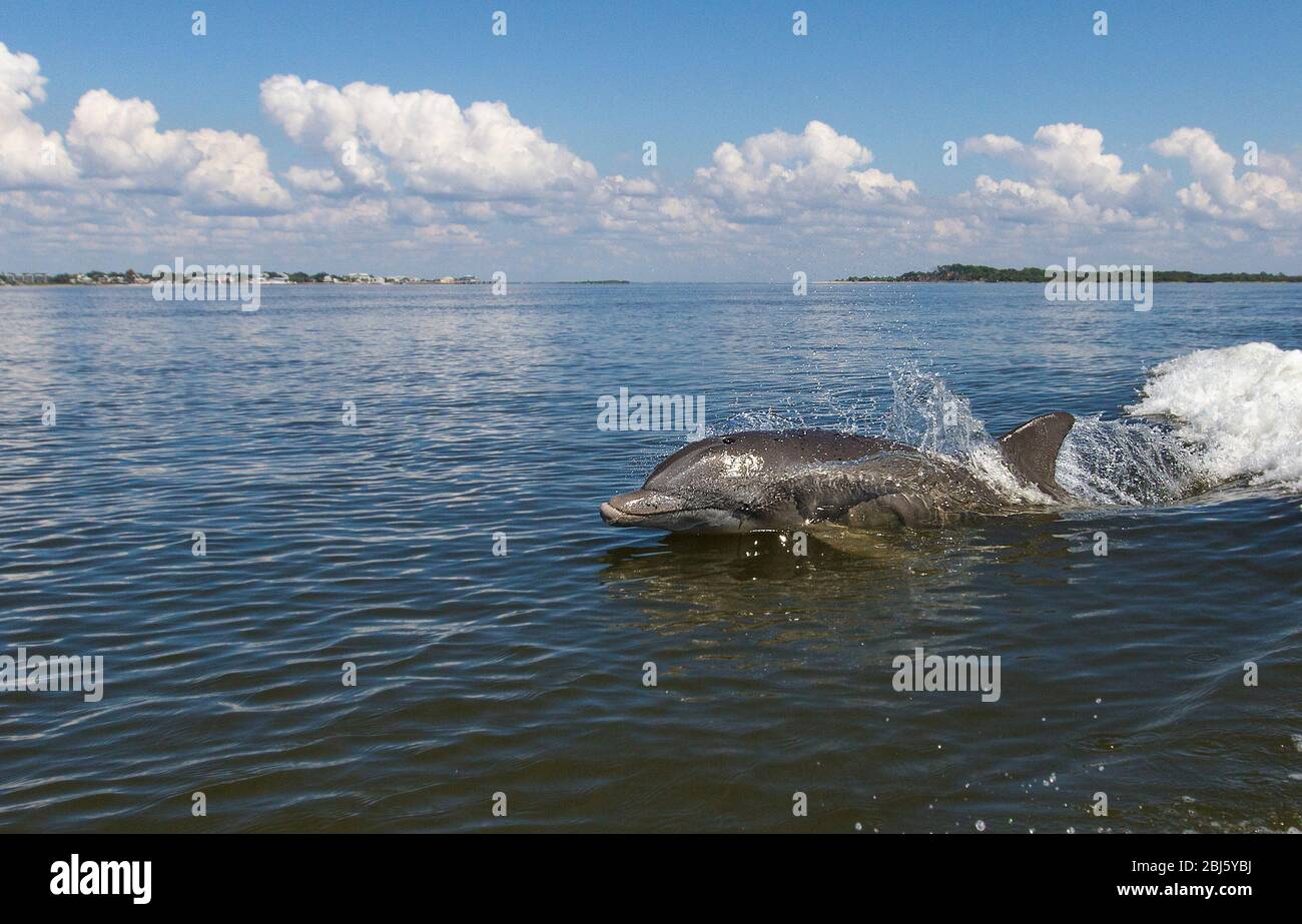 Bottiglia di avvistamento delfini lungo la superficie del Golfo del Messico Foto Stock