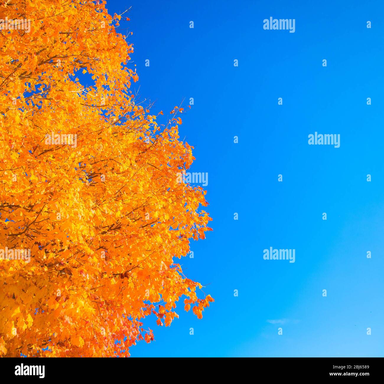 Golden Tree in autunno con cielo blu Foto Stock