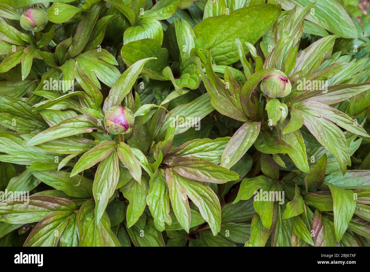 Le peonie in primavera riempiono la cornice di fogliame verde, mentre tre teste di fiori appaiono pronte a scoppiare e svelare i loro petali rossi luminosi. Foto Stock
